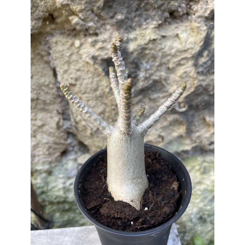 Baobab chacal (adenium arabicum) de 3 ans - AR61 Baobab chacal (adenium arabicum) de 3 ans - AR61