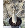Baobab chacal (adenium arabicum) de 3 ans - AR61