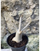 Baobab chacal (adenium arabicum) de 3 ans - AR61