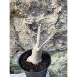 Baobab chacal (adenium arabicum) de 3 ans - AR61
