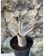 Baobab chacal (adenium arabicum) de 3 ans - AR61