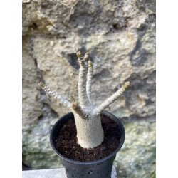 Baobab chacal (adenium arabicum) de 3 ans - AR61