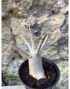 Baobab chacal (adenium arabicum) de 3 ans - AR61