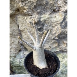 Baobab chacal (adenium arabicum) de 3 ans - AR61