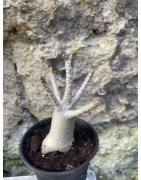 Baobab chacal (adenium arabicum) de 3 ans - AR61