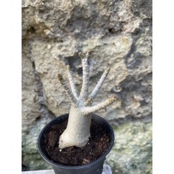 Baobab chacal (adenium arabicum) de 3 ans - AR61