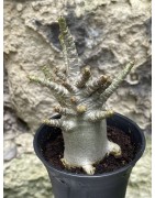 Baobab chacal (adenium arabicum) de 3 ans - AR60