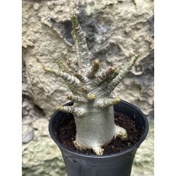 Baobab chacal (adenium arabicum) de 3 ans - AR60