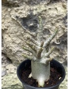 Baobab chacal (adenium arabicum) de 3 ans - AR60