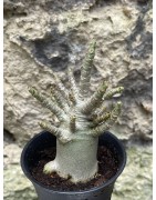 Baobab chacal (adenium arabicum) de 3 ans - AR60