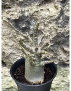 Baobab chacal (adenium arabicum) de 3 ans - AR60