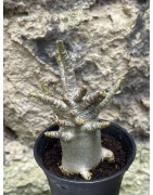 Baobab chacal (adenium arabicum) de 3 ans - AR60