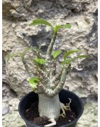 Baobab chacal (adenium arabicum) de 3 ans - AR59