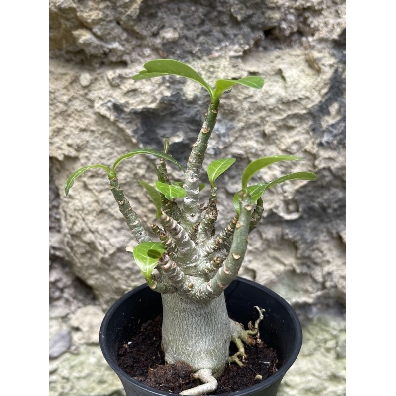 Baobab chacal (adenium arabicum) de 3 ans - AR59 Baobab chacal (adenium arabicum) de 3 ans - AR59