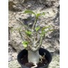 Baobab chacal (adenium arabicum) de 3 ans - AR59