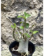 Baobab chacal (adenium arabicum) de 3 ans - AR59