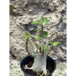 Baobab chacal (adenium arabicum) de 3 ans - AR59