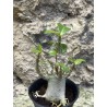 Baobab chacal (adenium arabicum) de 3 ans - AR59
