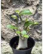 Baobab chacal (adenium arabicum) de 3 ans - AR59