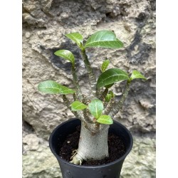 Baobab chacal (adenium arabicum) de 3 ans - AR59