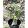 Baobab chacal (adenium arabicum) de 3 ans - AR59