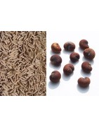 Kit semis n°2 : 4 mini-serres, 100 graines : baobab africain + chacal