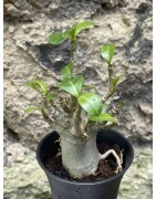 Baobab chacal (adenium arabicum) de 3 ans - AR59