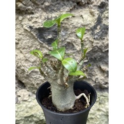 Baobab chacal (adenium arabicum) de 3 ans - AR59
