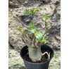 Baobab chacal (adenium arabicum) de 3 ans - AR59