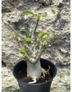 Baobab chacal (adenium arabicum) de 3 ans - AR59