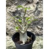 Baobab chacal (adenium arabicum) de 3 ans - AR59