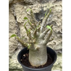 Baobab chacal (adenium arabicum) de 3 ans - AR58