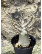 Baobab chacal (adenium arabicum) de 3 ans - AR57
