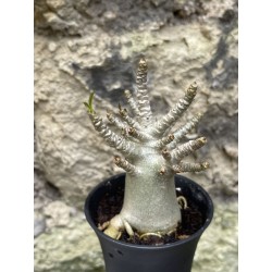 Baobab chacal (adenium arabicum) de 3 ans - AR57
