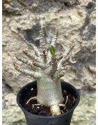 Baobab chacal (adenium arabicum) de 3 ans - AR57