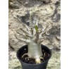 Baobab chacal (adenium arabicum) de 3 ans - AR57