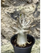Baobab chacal (adenium arabicum) de 3 ans - AR57
