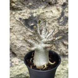 Baobab chacal (adenium arabicum) de 3 ans - AR57