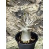 Baobab chacal (adenium arabicum) de 3 ans - AR57