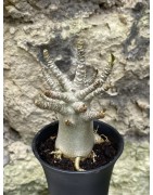 Baobab chacal (adenium arabicum) de 3 ans - AR57