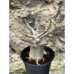 Baobab chacal (adenium arabicum) de 3 ans - AR57