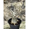 Baobab chacal (adenium arabicum) de 3 ans - AR57