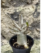Baobab chacal (adenium arabicum) de 3 ans - AR57