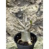 Baobab chacal (adenium arabicum) de 3 ans - AR57