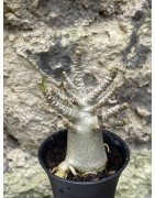 Baobab chacal (adenium arabicum) de 3 ans - AR57