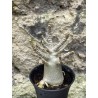 Baobab chacal (adenium arabicum) de 3 ans - AR57
