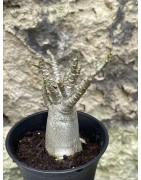 Baobab chacal (adenium arabicum) de 3 ans - AR56