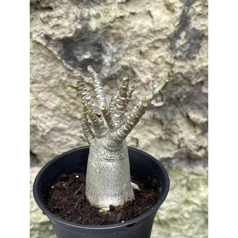 Baobab chacal (adenium arabicum) de 3 ans - AR56 Baobab chacal (adenium arabicum) de 3 ans - AR56