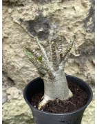 Baobab chacal (adenium arabicum) de 3 ans - AR56