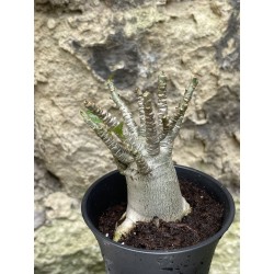 Baobab chacal (adenium arabicum) de 3 ans - AR56
